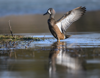 Blue-winged teal(m) / Blue-winged teal(m)