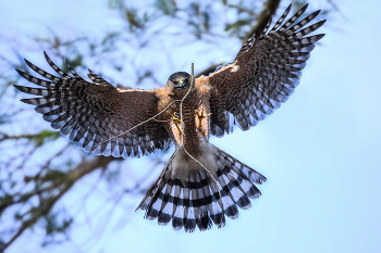 Cooper's hawk (m) / Cooper's hawk (m)