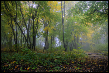 in den herbstlichen Wald / ***