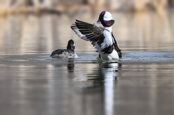 Bufflehead (m) / Bufflehead (m)