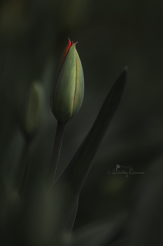 Bald... / ***