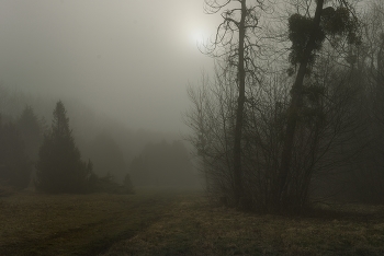 Nebliger Morgen / ***