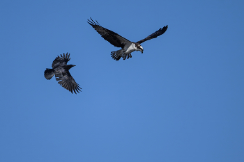 Osprey vs. American crow / Osprey vs. American crow