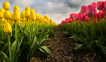 Tulipany / ***