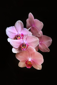 Orchid / ***