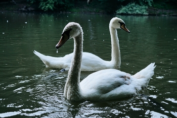 Swans / ***