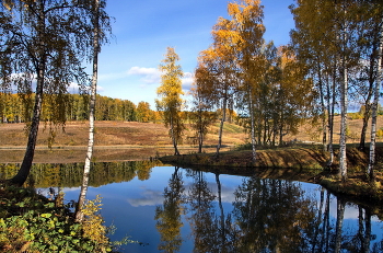 Birken / ***