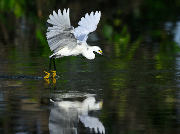 Snowy egret / Snowy egret