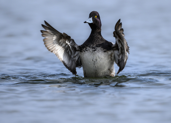 Lesser scaup (m) / Lesser scaup (m)