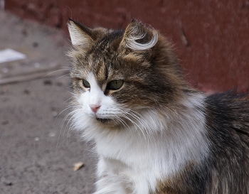 Miezekatze / ***