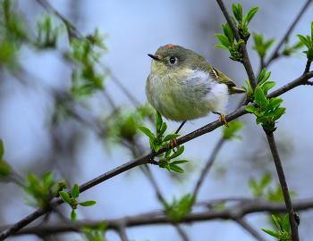 Ruby-crowned kinglet / Ruby-crowned kinglet