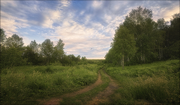 Straße in den Wald / ***