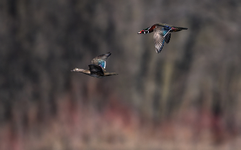 Wood duck (Mr. & Mrs.) / Wood duck (Mr. & Mrs.)