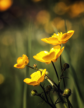 Butterblumen / ***