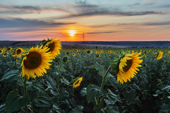 Das August / ***