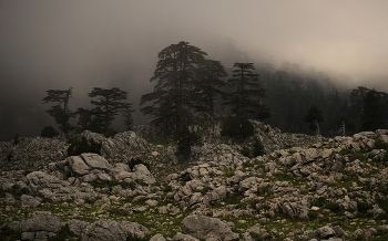 Misty Abend / ***