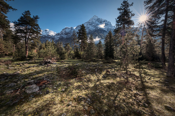 Forest In Ushba Foothills / ***
