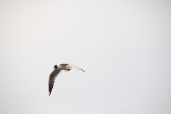 Möwe im Flug / ***