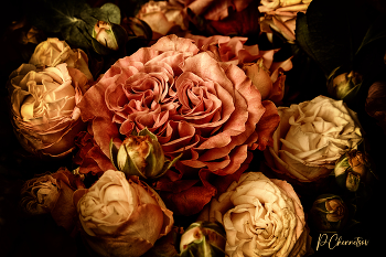 Roses / ***