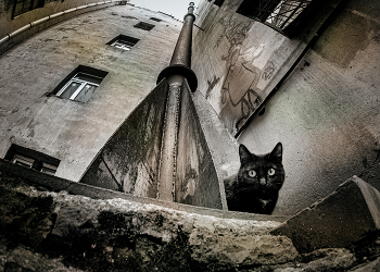 Katze / ***