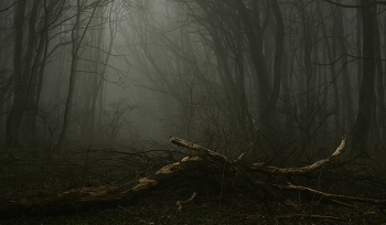 Im Wald / ***