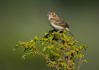 Grasshopper sparrow / Grasshopper sparrow