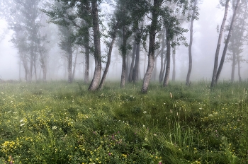 Morgennebel / ***