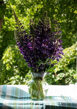 Lupinen / ***