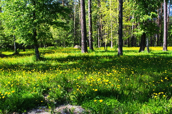 Sonnenblumen / ***
