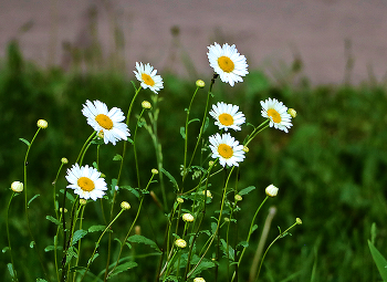 Sommer / ***
