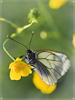 Boyaryshnitsa / ***