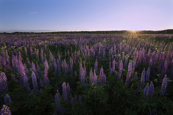 Lupinen / ***