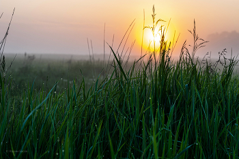 Der Morgentau. / ***