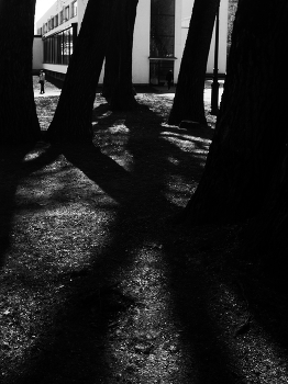 drei Baum / ***
