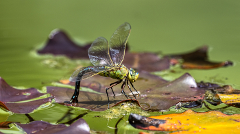 Grosslibelle / Mosaikjungfer bei der Eiablage