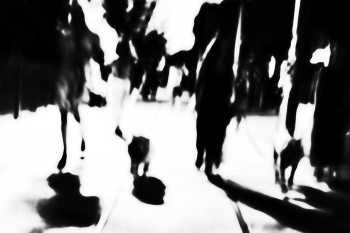 Dog walk / ***