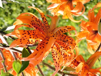Tiger Lily / ***