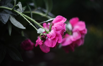 Nach dem Regen / ***