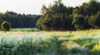 Morgen in der Wiese / ***