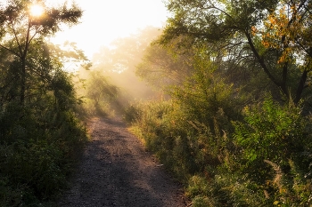 Herbstmorgen 2 / ***
