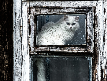 Fensterflügel / ***