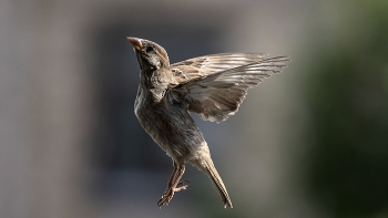 Im Flug ... / ***