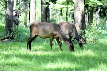 Familien / ***