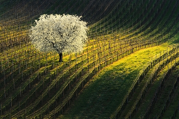 Kirschbaum / ***