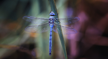 in blau / ...