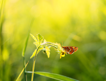 sehen, die Sonne / ***