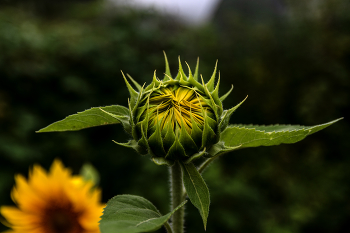 Sonnenblumen / ***