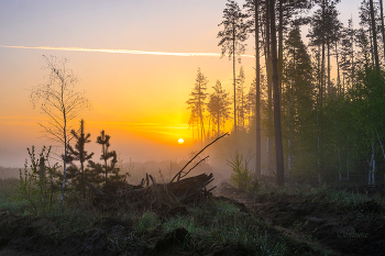 Wald. / ***