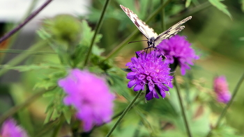 Wunderschöne "Schachbrettfalter" (Melanargia galathea) verteidigt seine Blüte-Schmetterlinge / Wunderschöne "Schachbrettfalter" (Melanargia galathea) verteidigt seine Blüte-Schmetterlinge...
https://www.youtube.com/watch?v=0yz53FvoYTU&t=96s