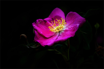  / Rosa canina